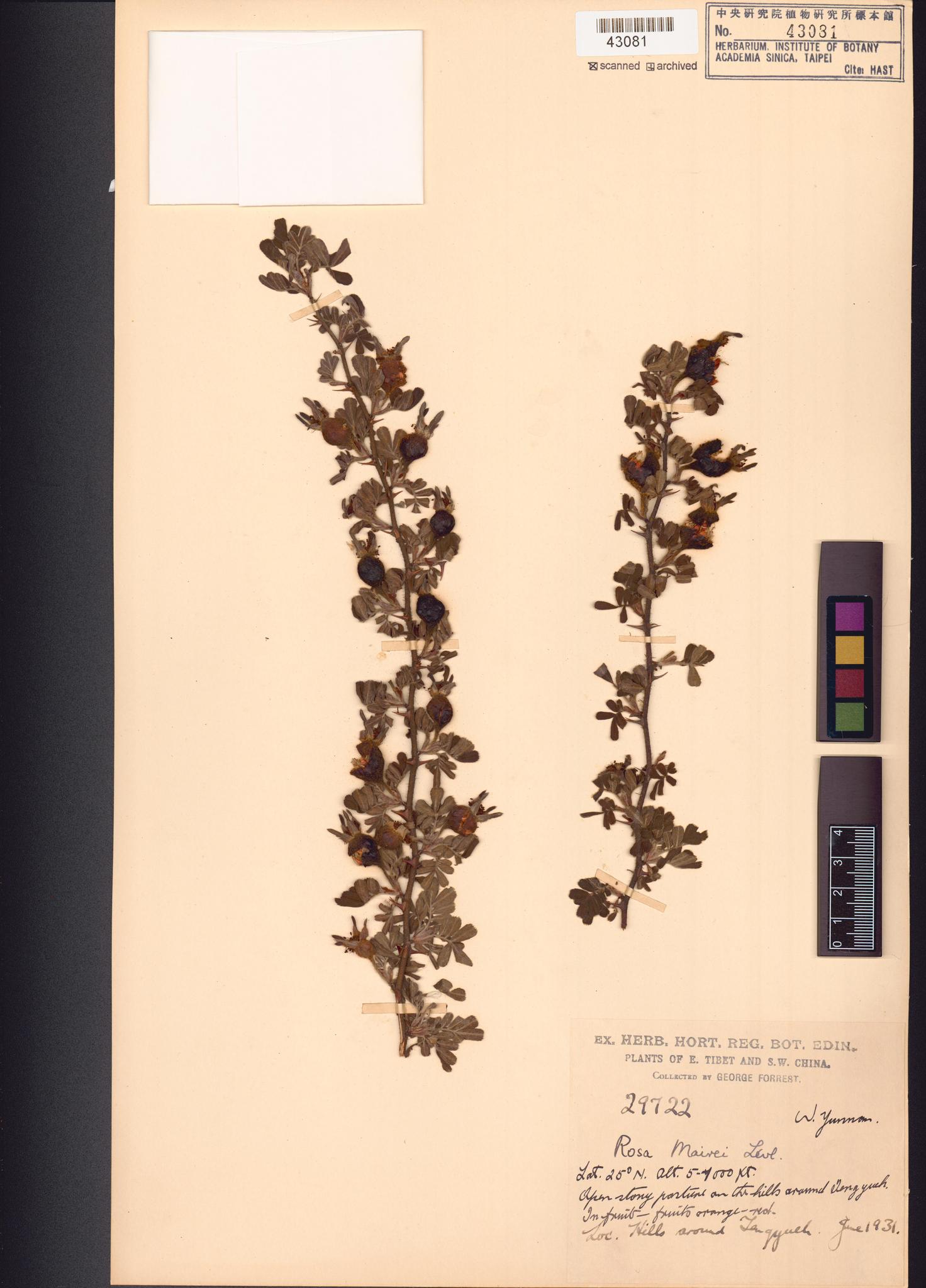 Sample image for viewer