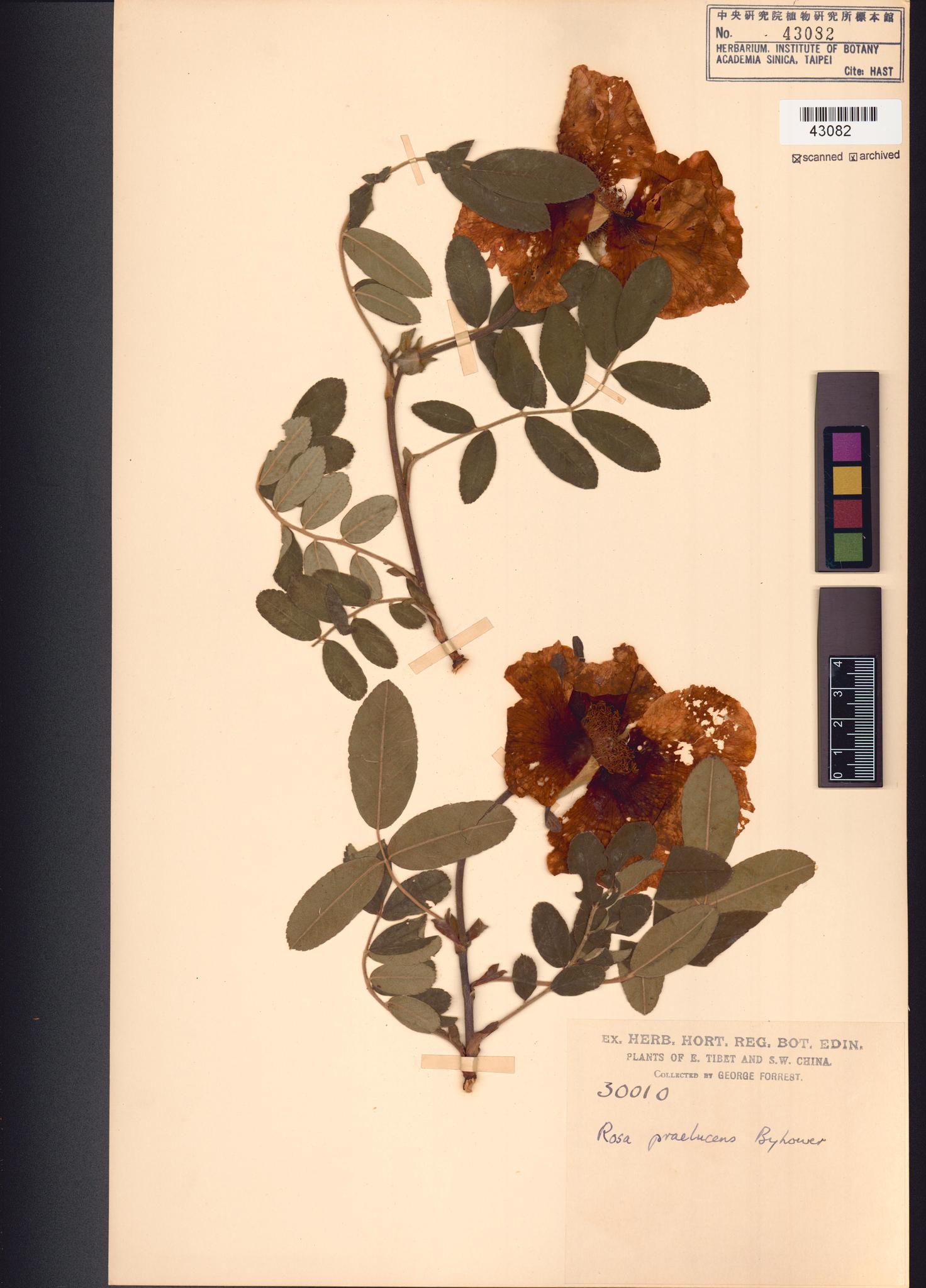 Sample image for viewer