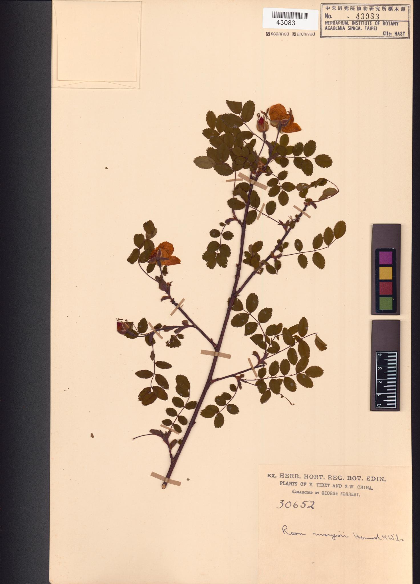 Sample image for viewer