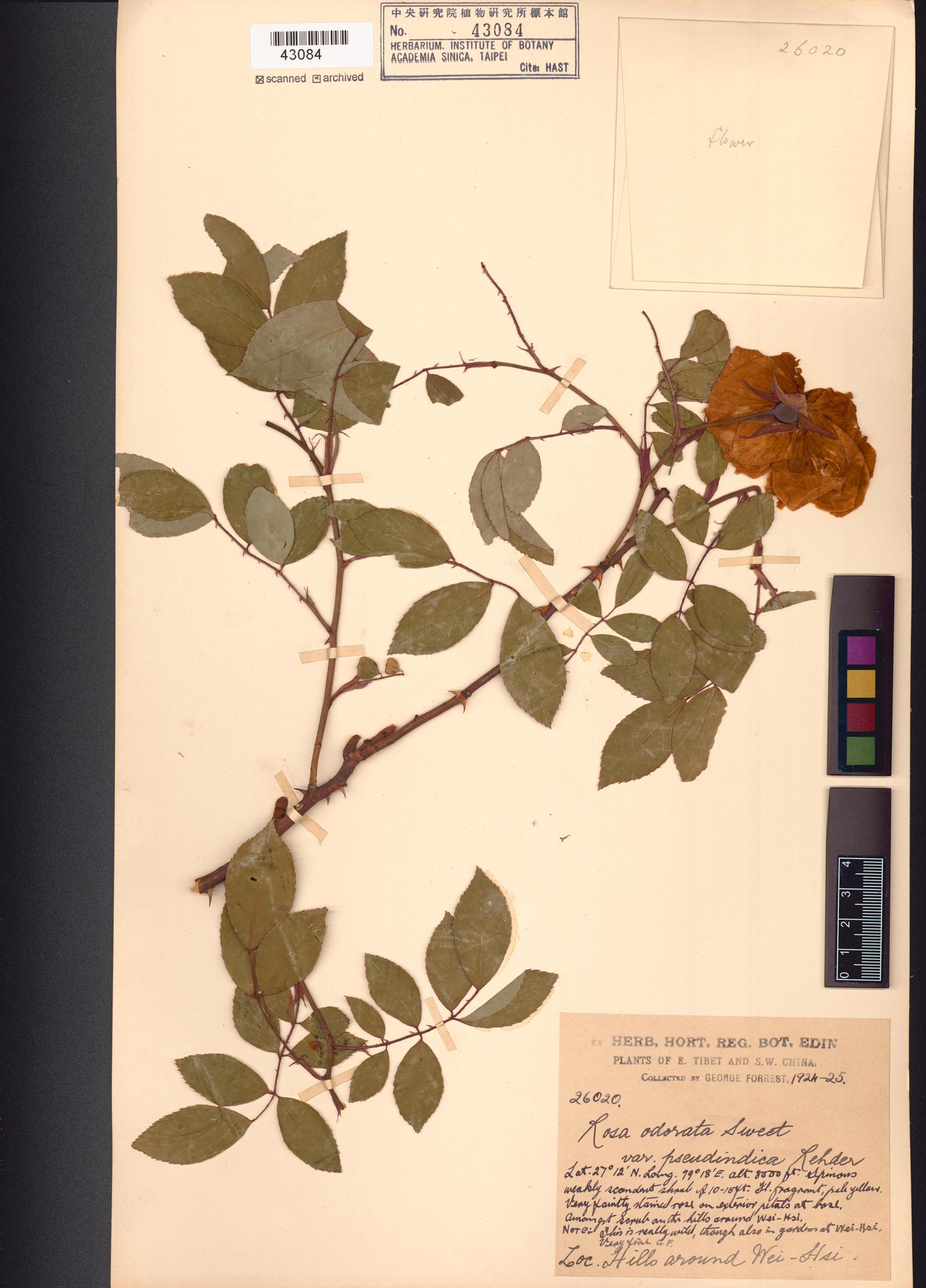 Sample image for viewer