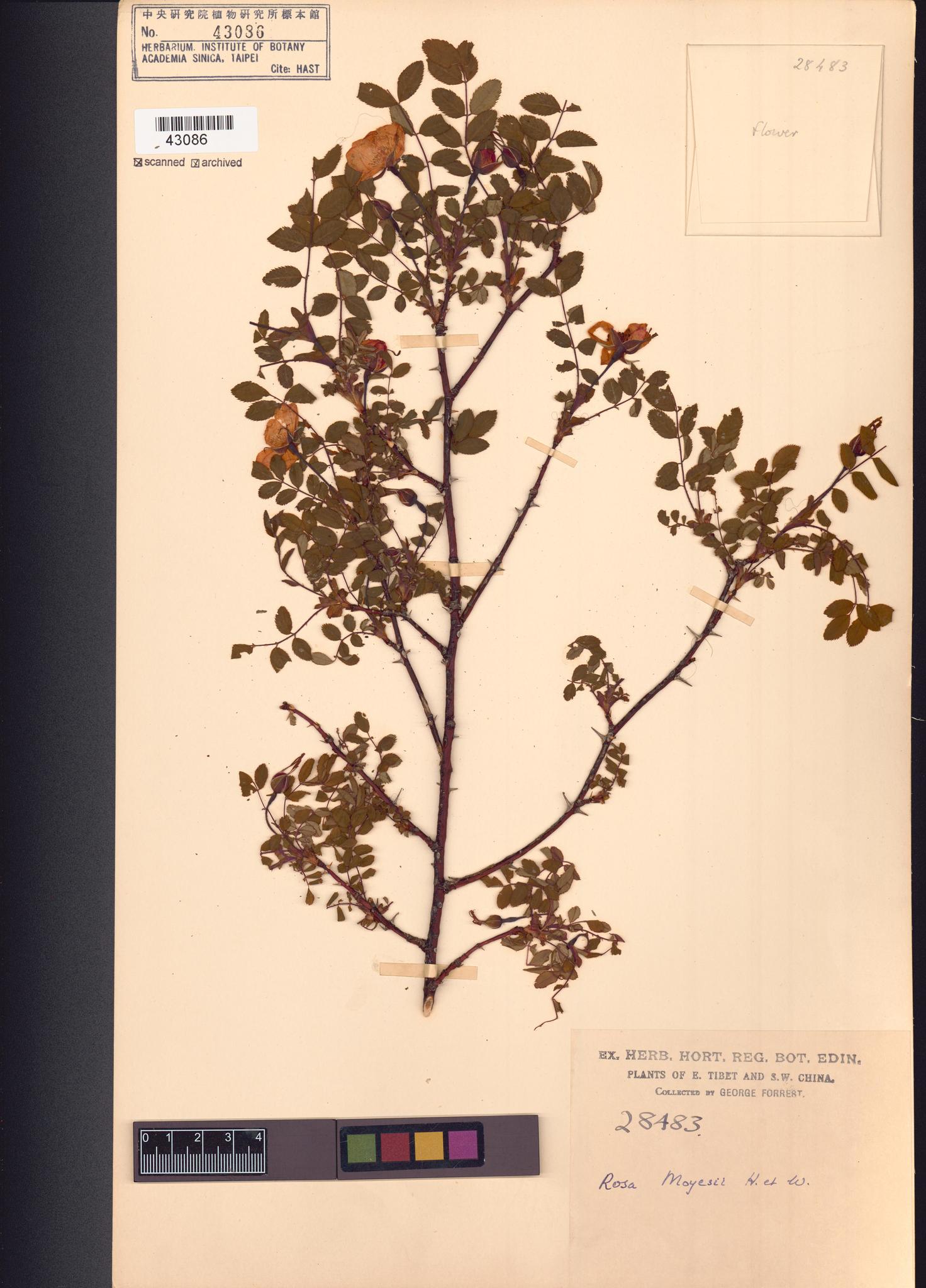 Sample image for viewer