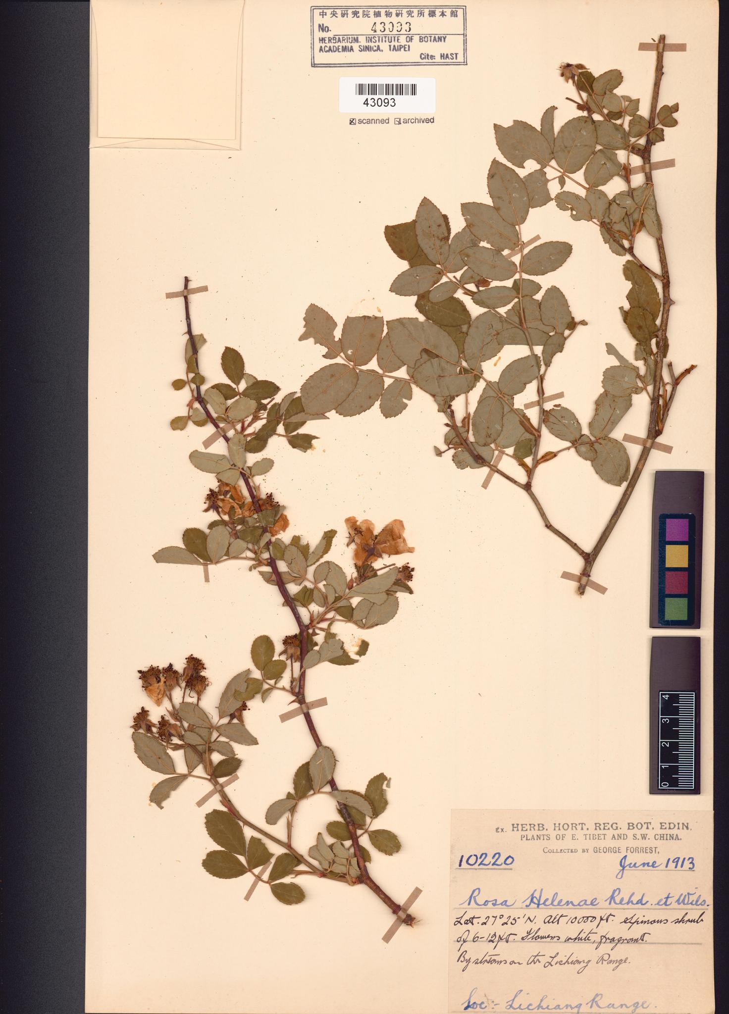 Sample image for viewer