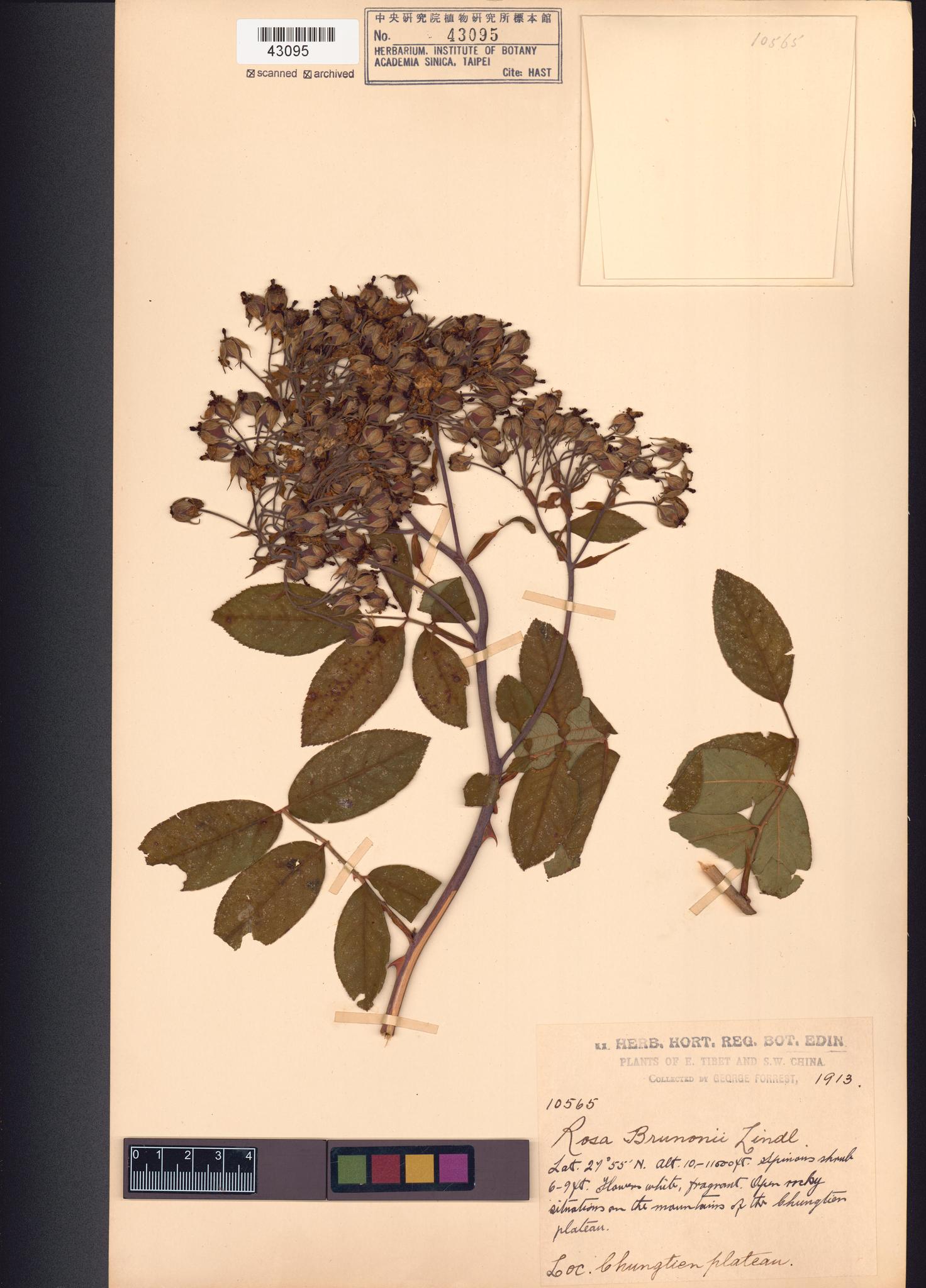 Sample image for viewer