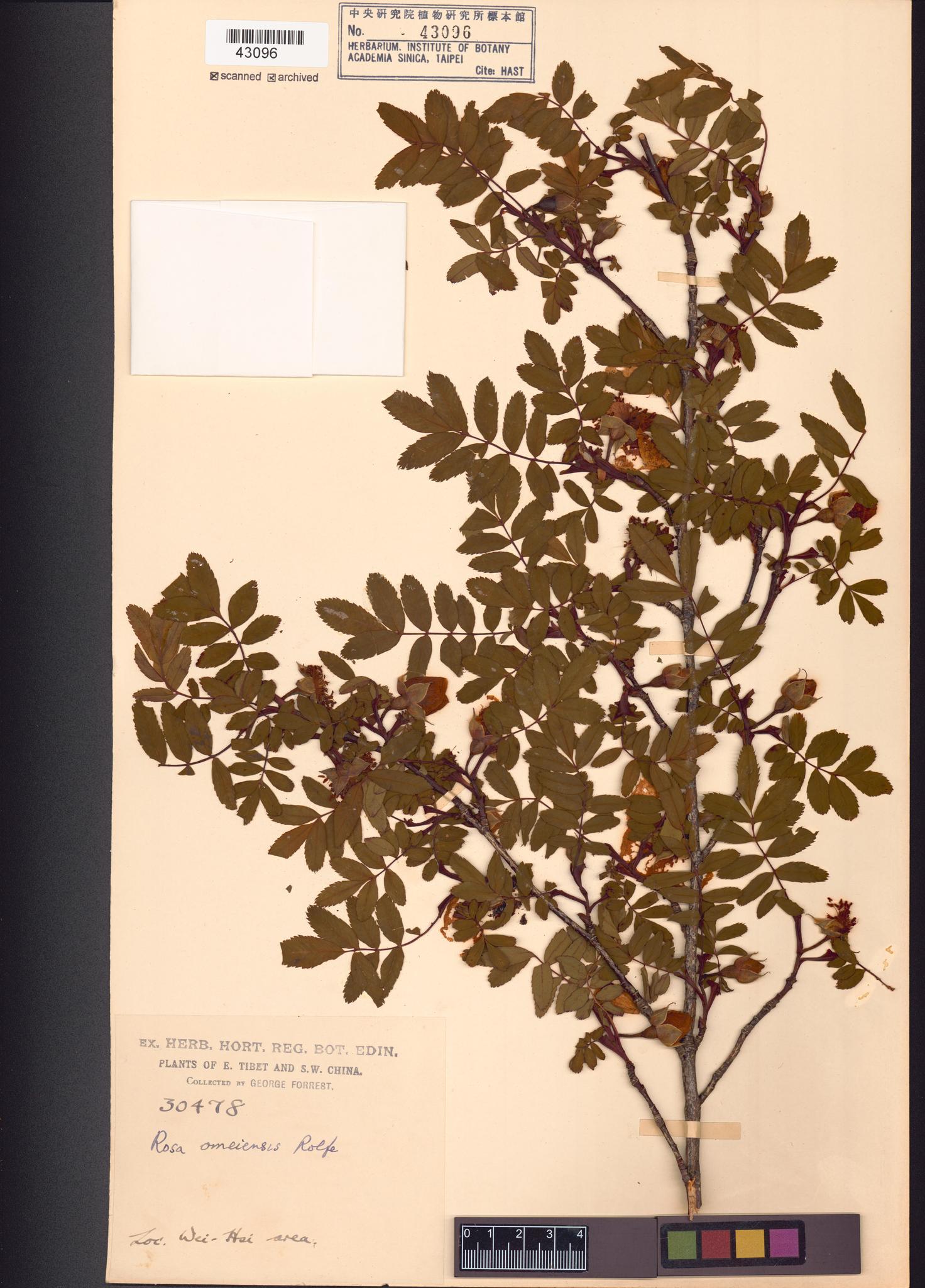 Sample image for viewer