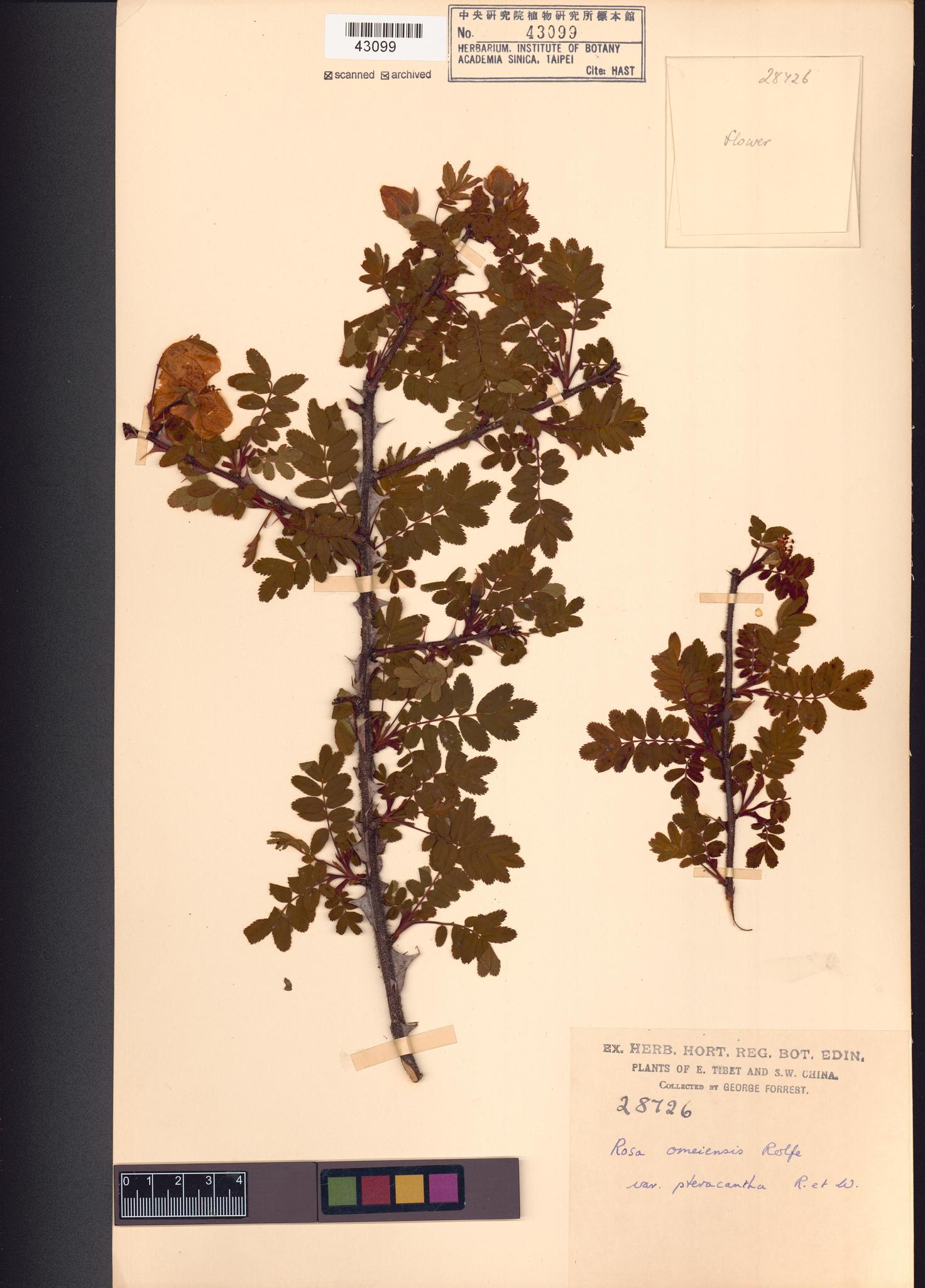 Sample image for viewer