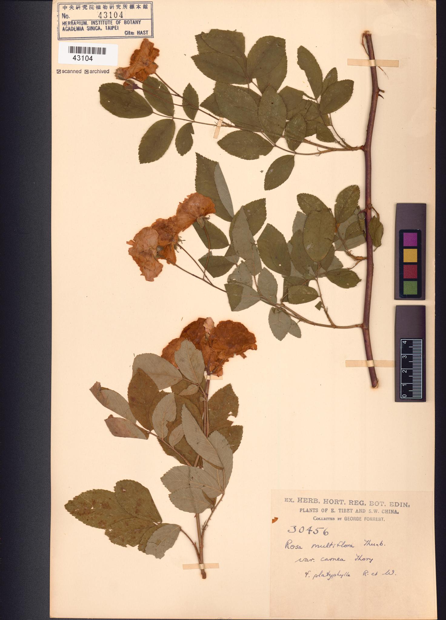 Sample image for viewer