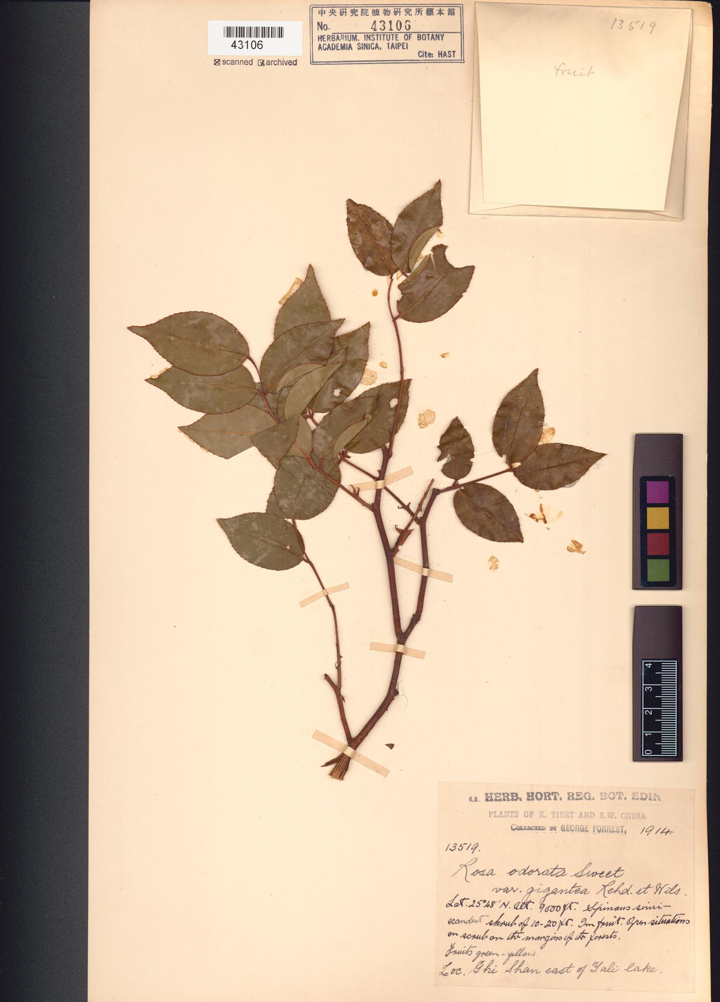 Sample image for viewer