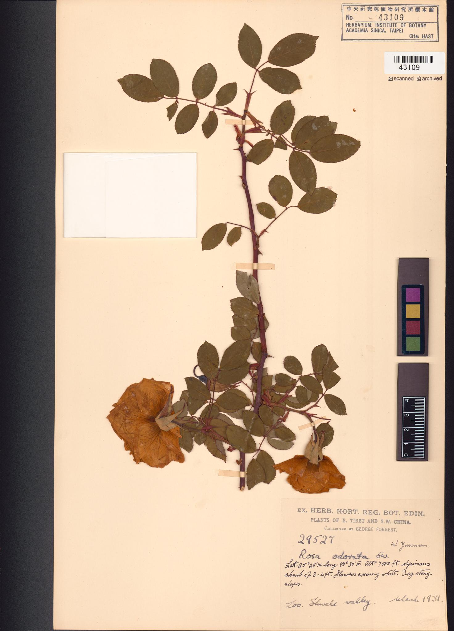 Sample image for viewer