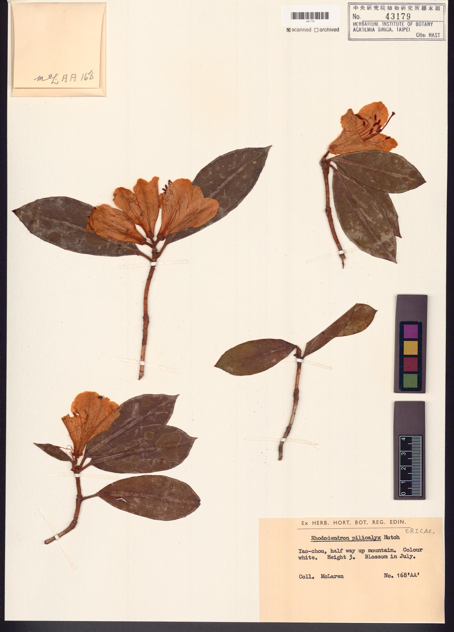 Sample image for viewer