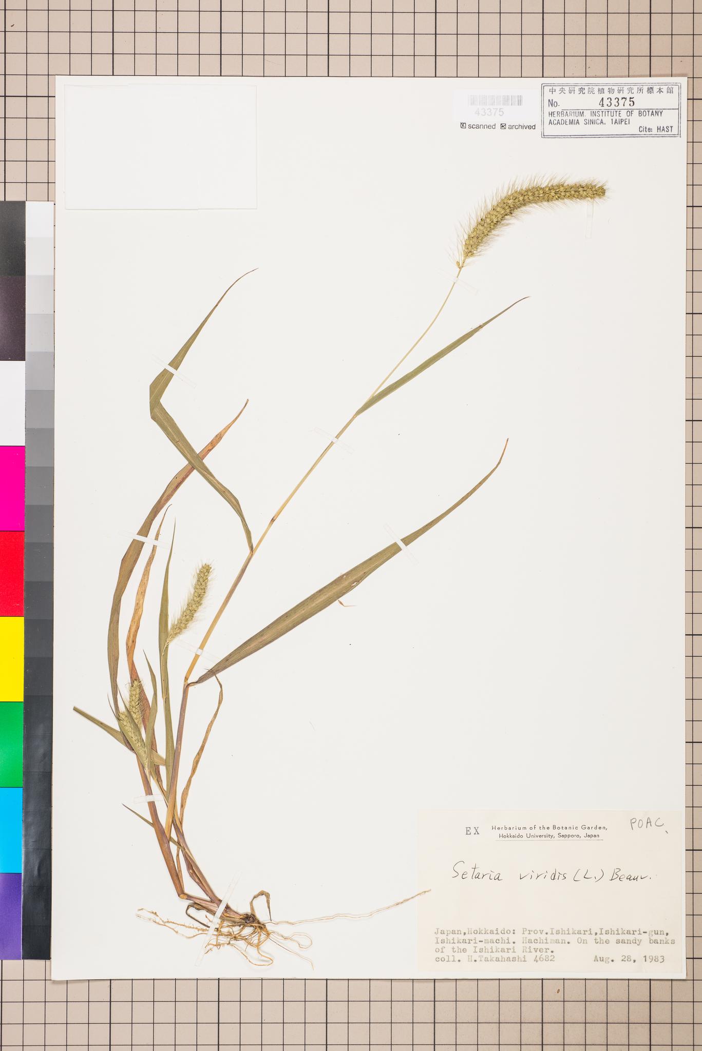 Sample image for viewer