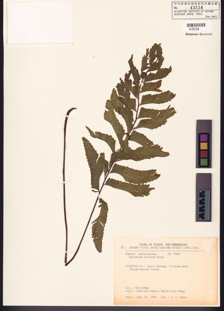 <Unit #84672 Wang, Jenn-Che | 王震哲 | 8465:: | Asplenium excisum Presl>