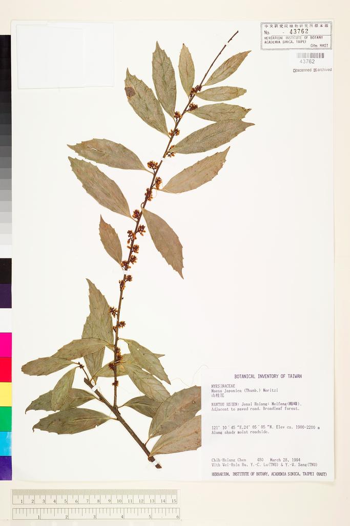 <Unit #3156 Chen, Chih-Hsiung | 陳志雄 | 480:: | Maesa japonica (Thunb.) Moritzi ex Zoll.>