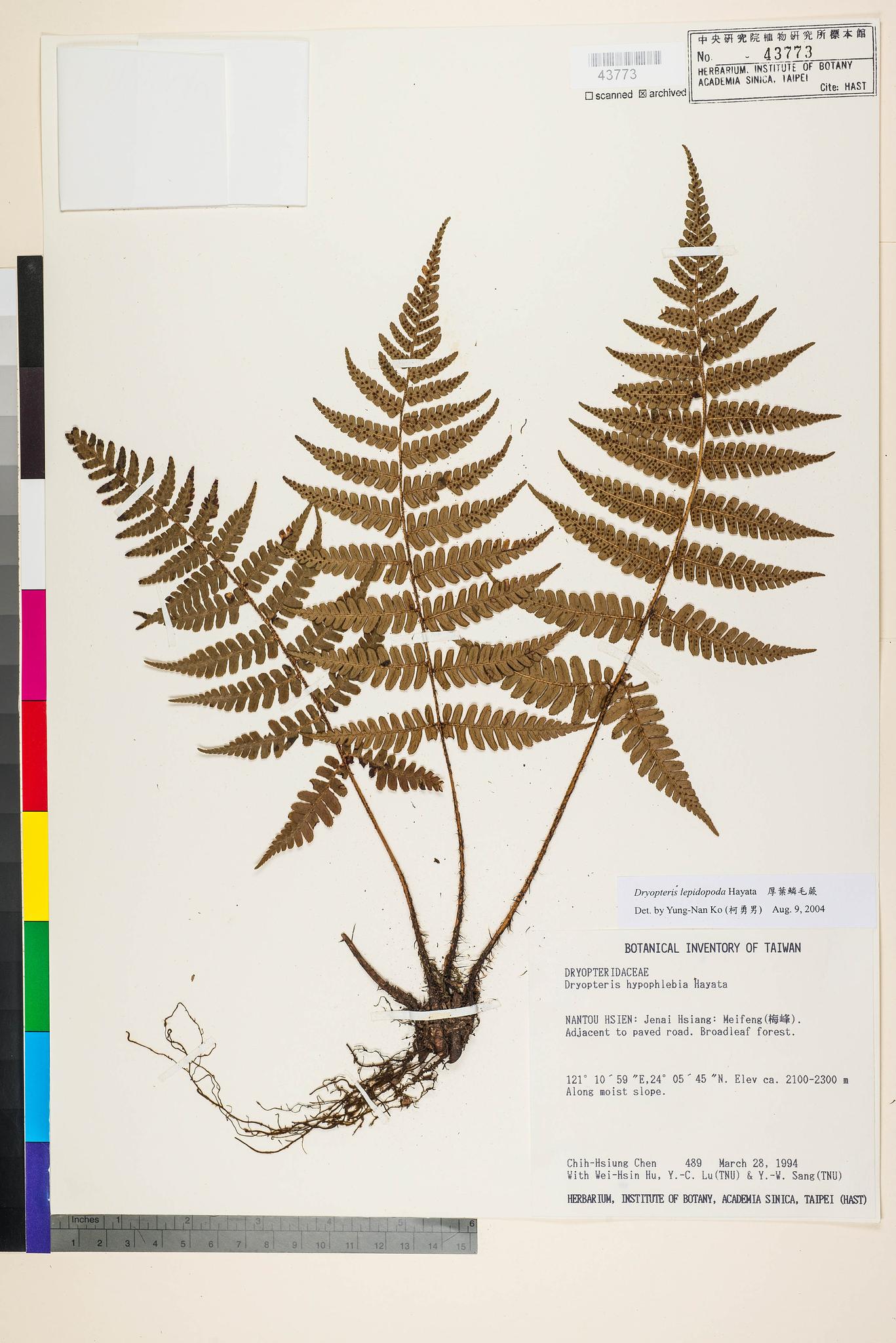 Sample image for viewer