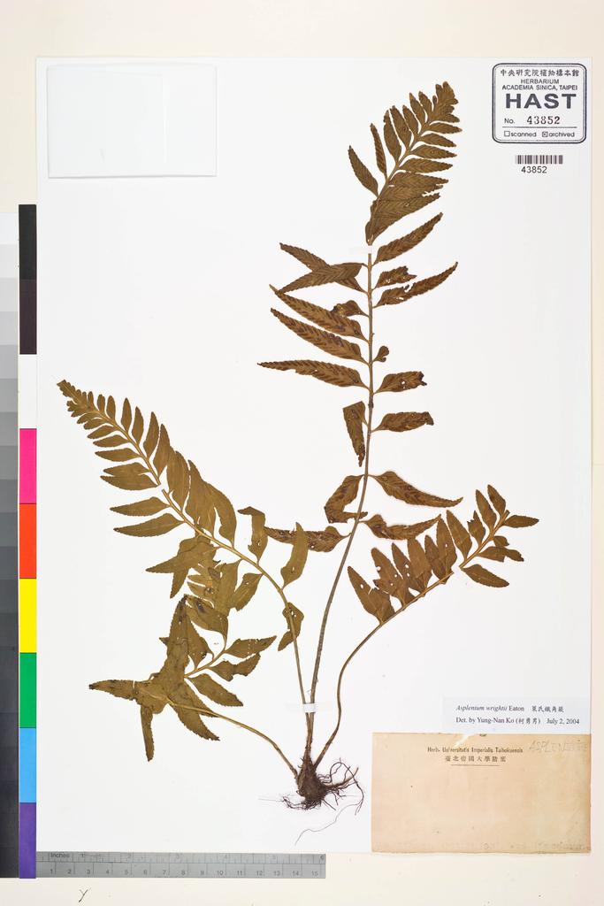 <Unit #83701 Masamune, Genkei | 正宗嚴敬 | s.n.:: | Asplenium wrightii Eaton ex Hook.>