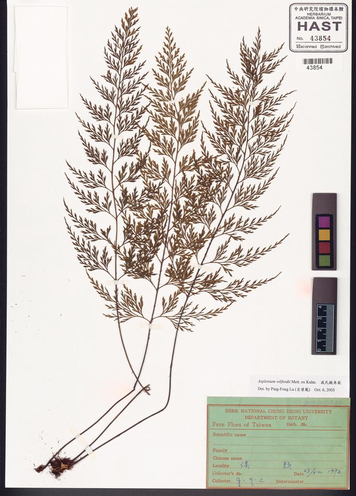 <Unit #86010 Jeng, Y. C. | 鄭元春 | s.n.:: | Asplenium wilfordii Mett. ex Kuhn.>
