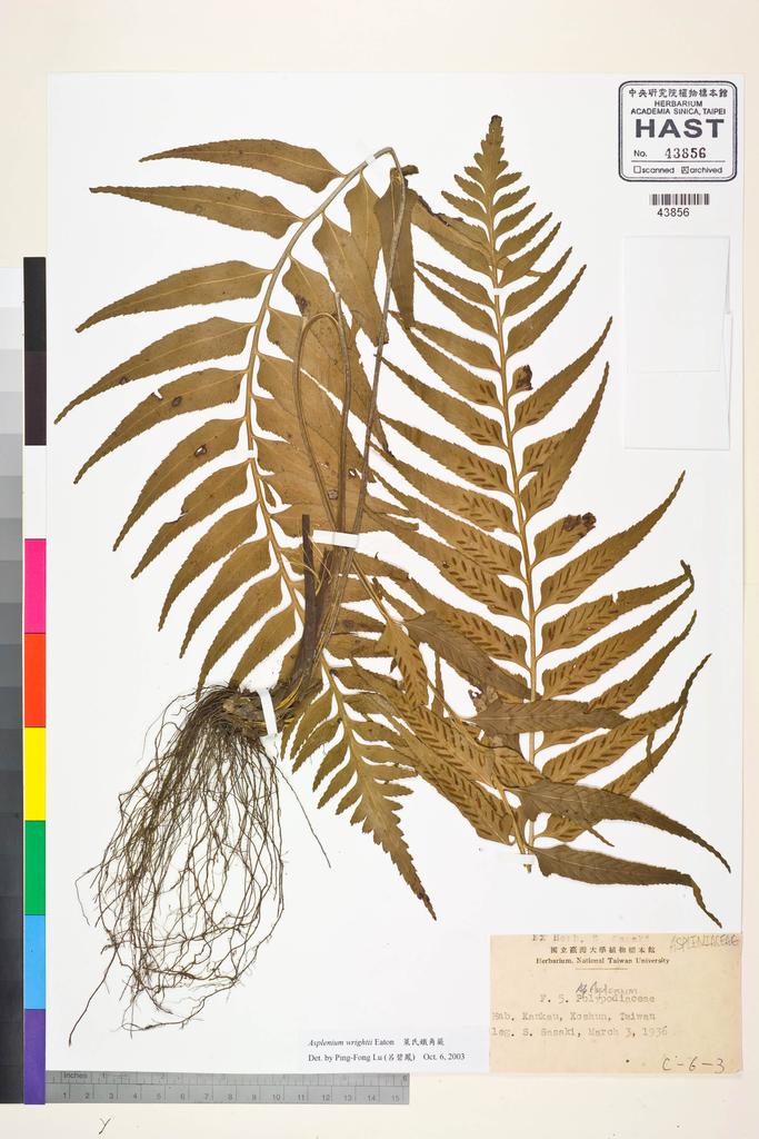 <Unit #47420 Sasaki, S. | 佐佐木舜一 | s.n.:: | Asplenium wrightii Eaton ex Hook.>