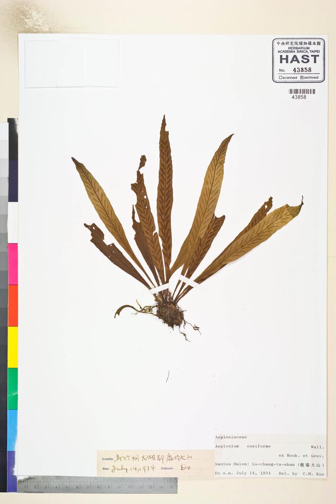 <Unit #84629 Do | s.n.:: | Asplenium ensiforme Wall. ex Hook. & Grev.>