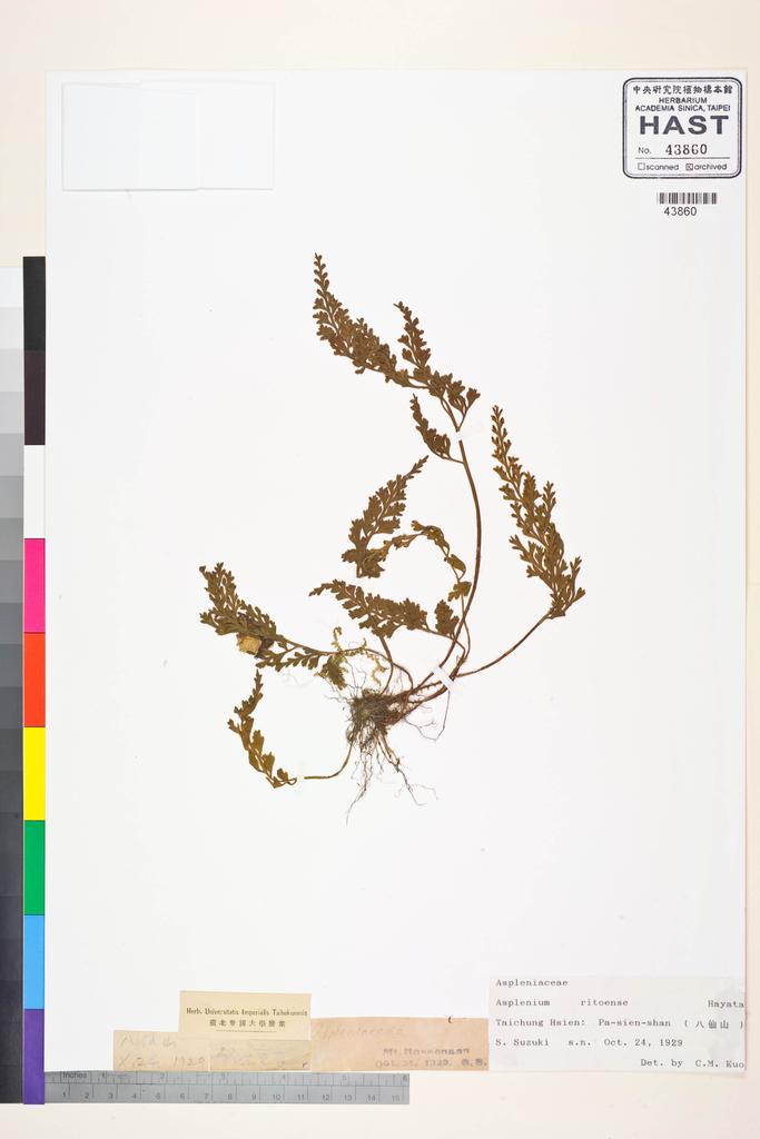 <Unit #84497 Suzuki, S. |  | s.n.:: | Asplenium ritoense Hayata>