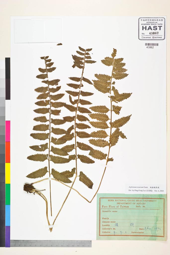 <Unit #84550 Jeng, Y. C. | 鄭元春 | s.n.:: | Asplenium tenerum G. Forst.>