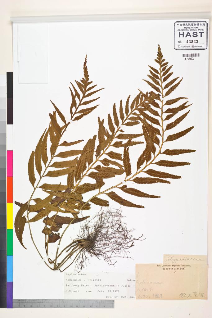 <Unit #83760 Suzuki, S. |  | s.n.:: | Asplenium wrightii Eaton ex Hook.>