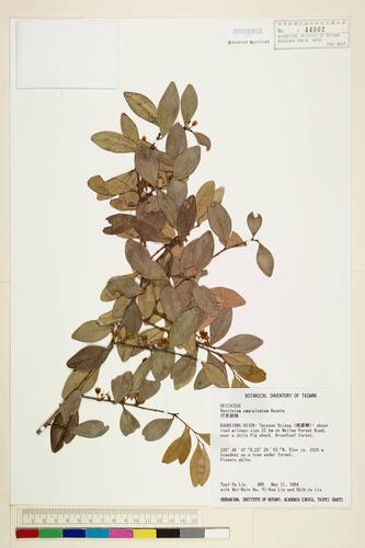 Vaccinium emarginatum Hayata