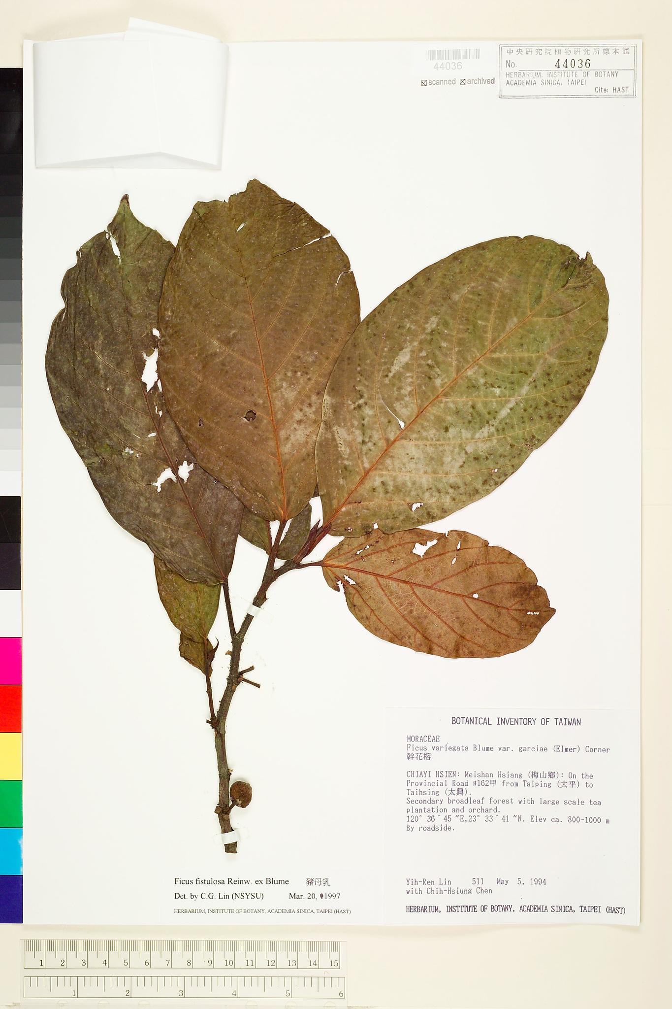 Sample image for viewer