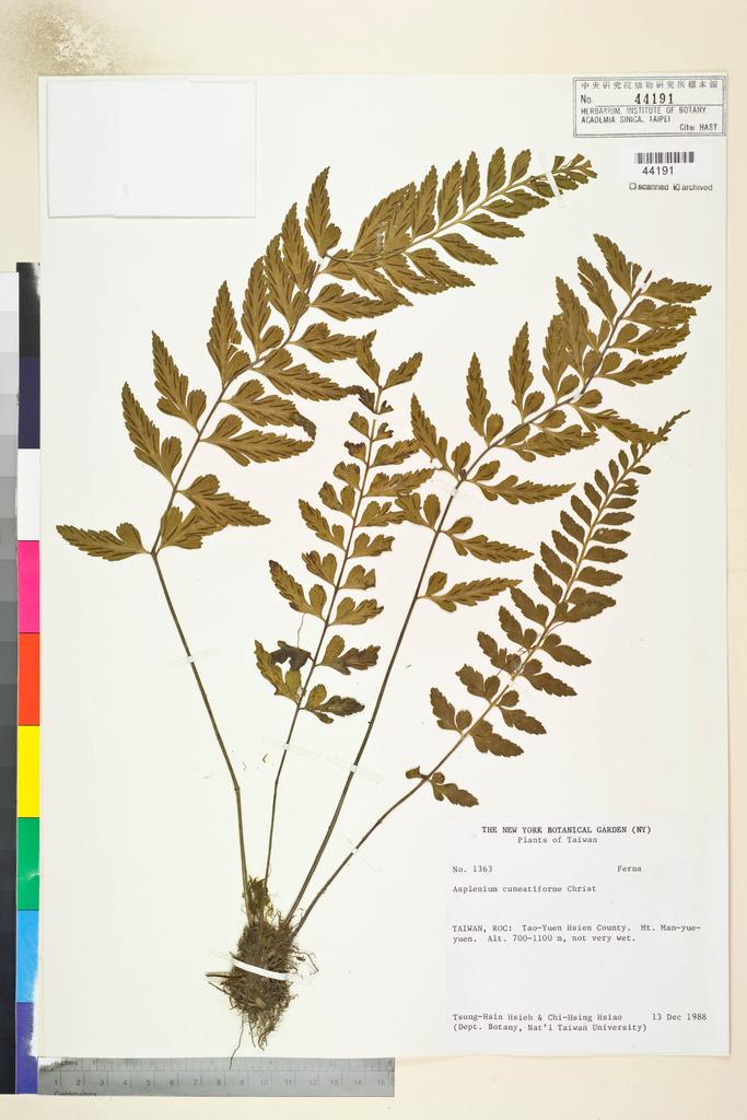 <Unit #82785 Hsieh, Tsung-Hsin | 謝宗欣 | 1363:: | Asplenium cuneatiforme Christ>