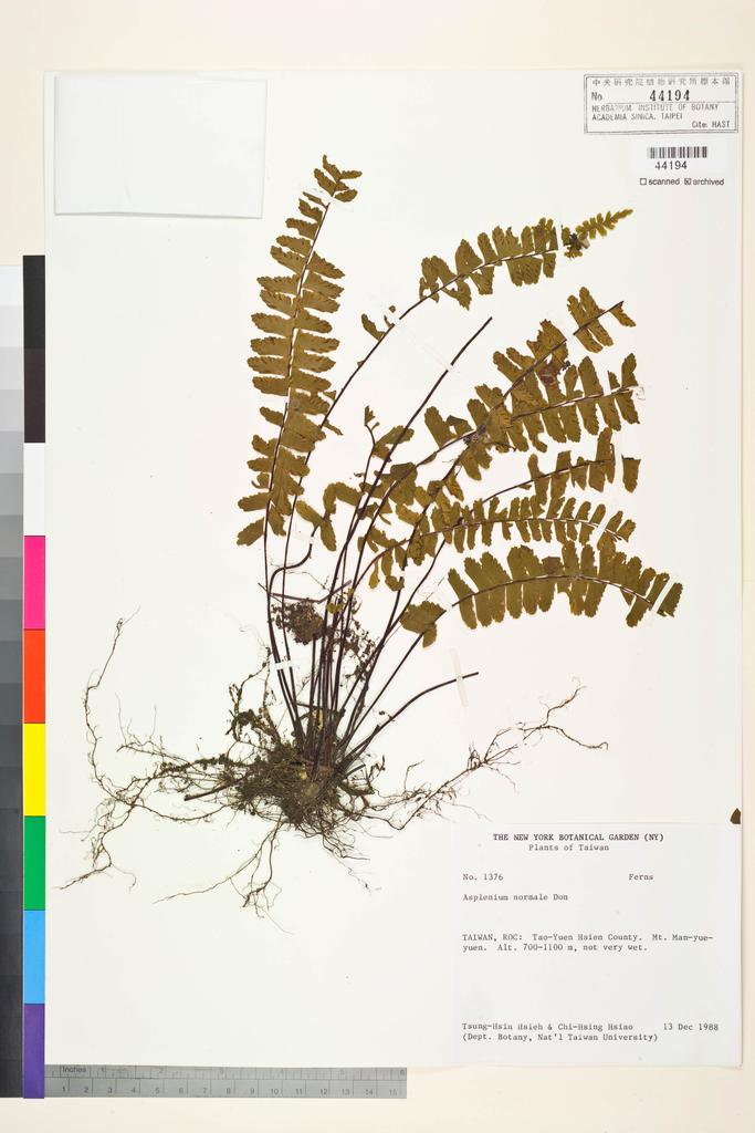 <Unit #84274 Hsieh, Tsung-Hsin | 謝宗欣 | 1376:: | Asplenium normale D. Don>