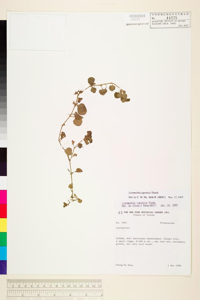 <Unit #70171 Shen, Chung-Fu | 沈中桴 | 1962:: | Lysimachia japonica Thunb.>