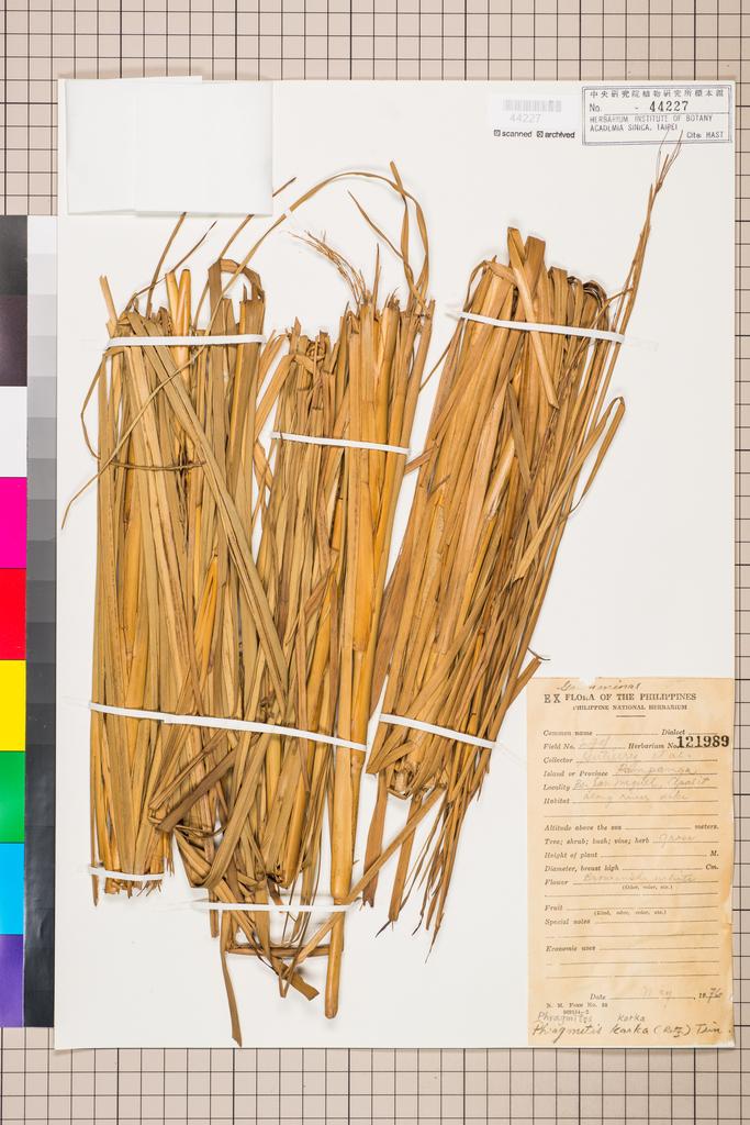 <Unit #113120  | 274:: | Phragmites karka (Retz.) Trin. ex Steud.>