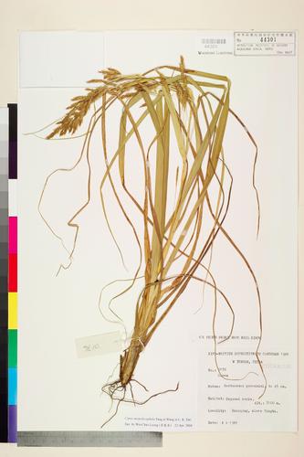 Carex neopolycephala Tang & F.T. Wang ex L.K. Dai