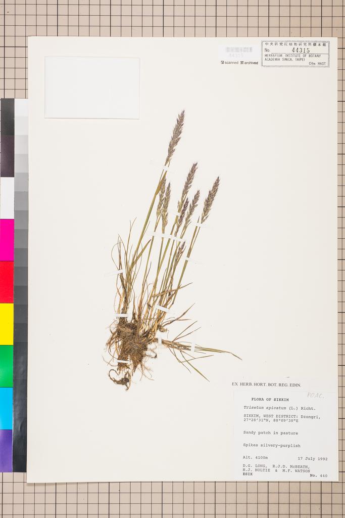 <Unit #116835  | 440:: | Trisetum spicatum (L.) Rich.>