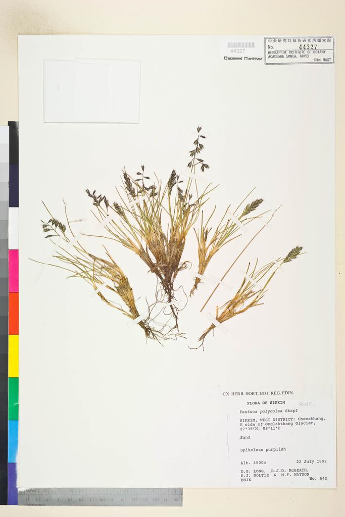 <Unit #134507  | :: | Festuca polycolea Stapf>