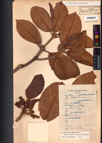 Rhododendron faberi Hemsl.