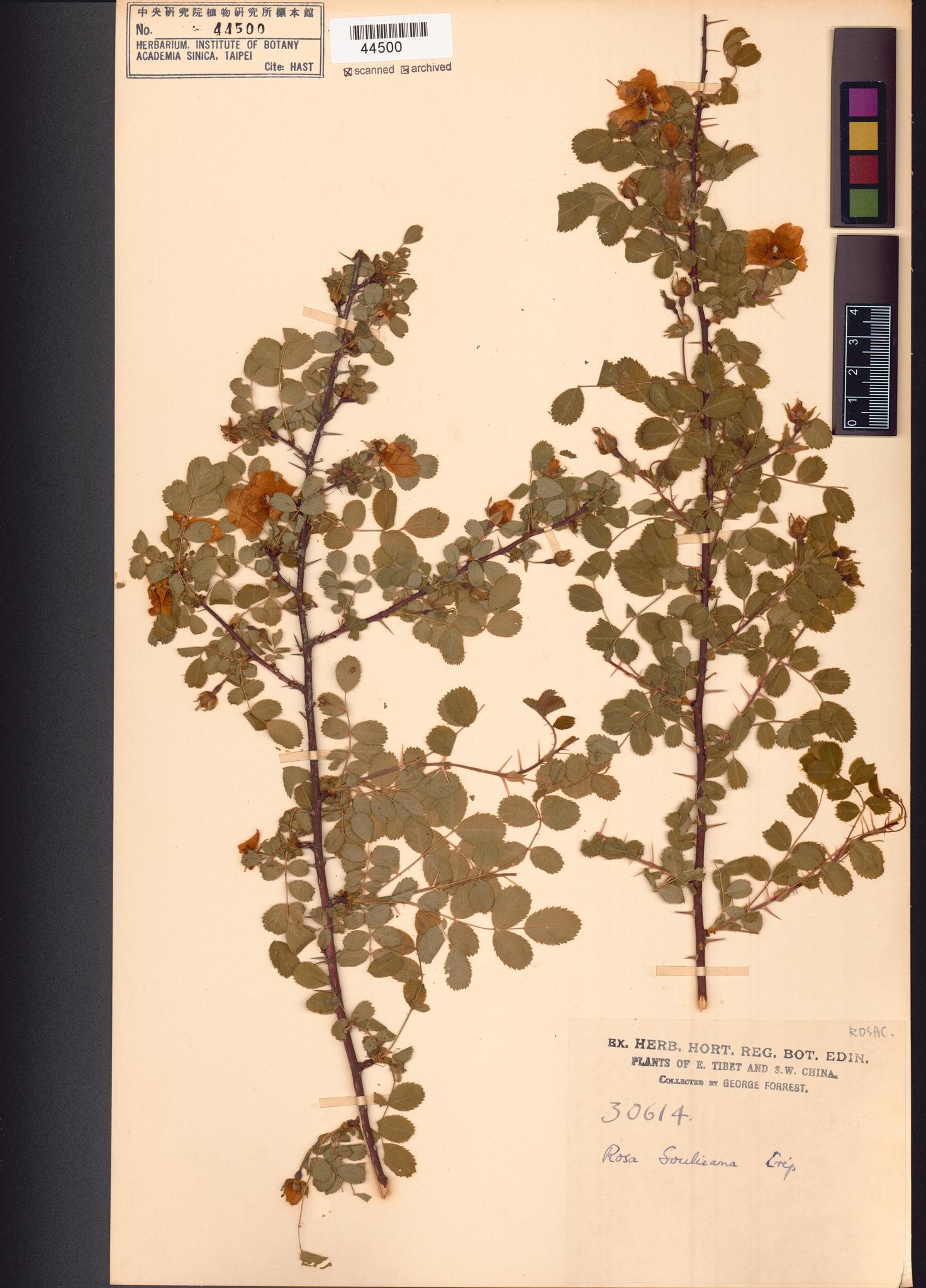 Sample image for viewer