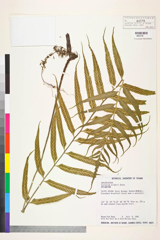 <Unit #9034 Wang, Kuang-Yuh | 王光玉 | 9:: | Asplenium wrightii Eaton ex Hook.>