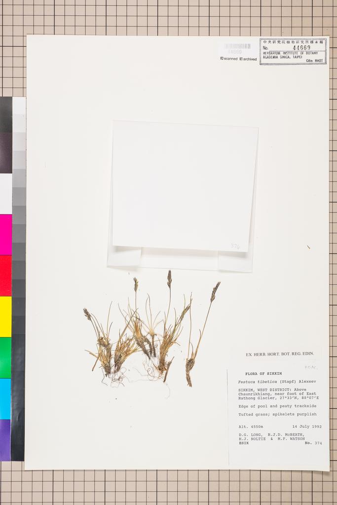 <Unit #110868  | 374:: | Festuca tibetica (Stapf) E.B. Alexeev>