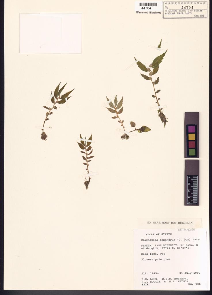 <Unit #101369  | 985:: | Elatostema monandrum (D. Don) H. Hara>