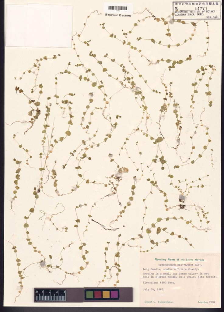<Unit #122039  | 7562:: | Heterocodon rariflorum Nutt.>