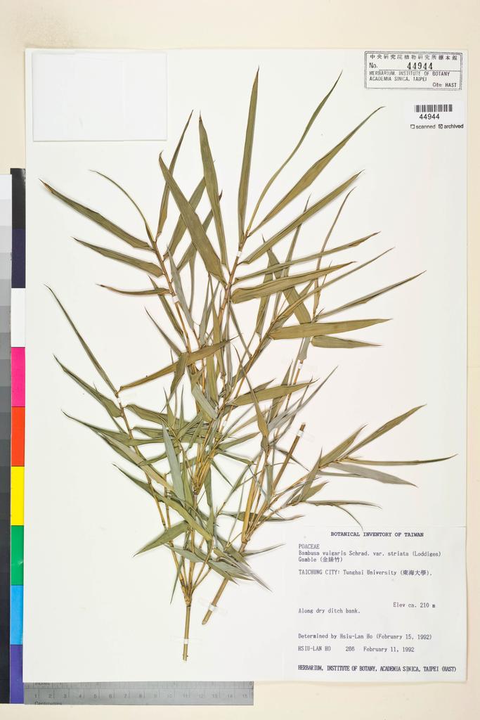 <Unit #11179 Ho, Hsiu-Lan | 何秀蘭 | 266:: | Bambusa vulgaris Schard. var. striata (Lodd.) Gamble>