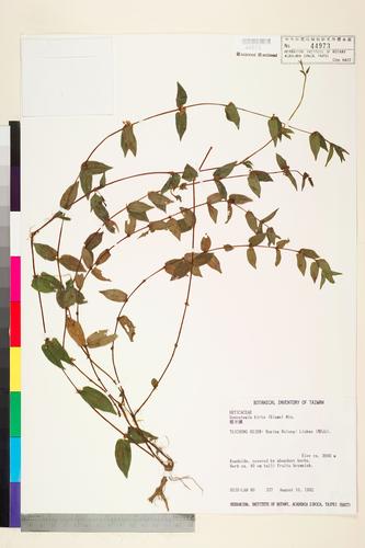Gonostegia hirta (Bl.) Miq.