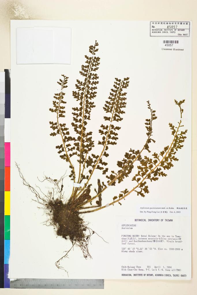<Unit #2219 Chen, Chih-Hsiung | 陳志雄 | 551:: | Asplenium gueinzianum mett. ex Kuhn.>