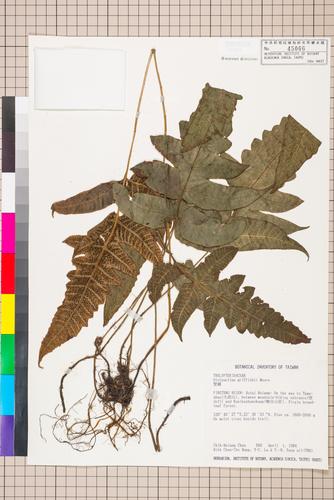 Dictyocline griffithii Moore var. griffithii