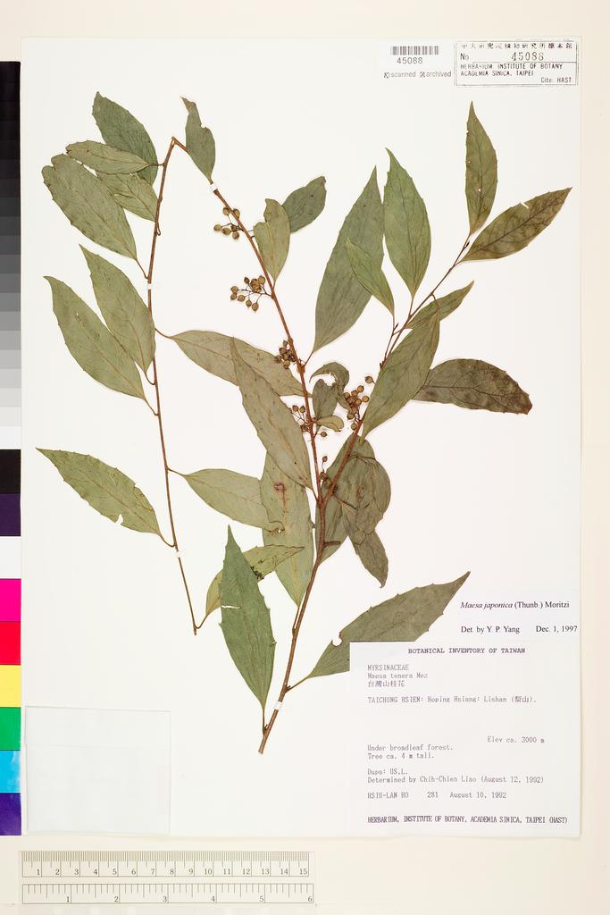 <Unit #6342 Ho, Hsiu-Lan | 何秀蘭 | 281:: | Maesa japonica (Thunb.) Moritzi ex Zoll.>