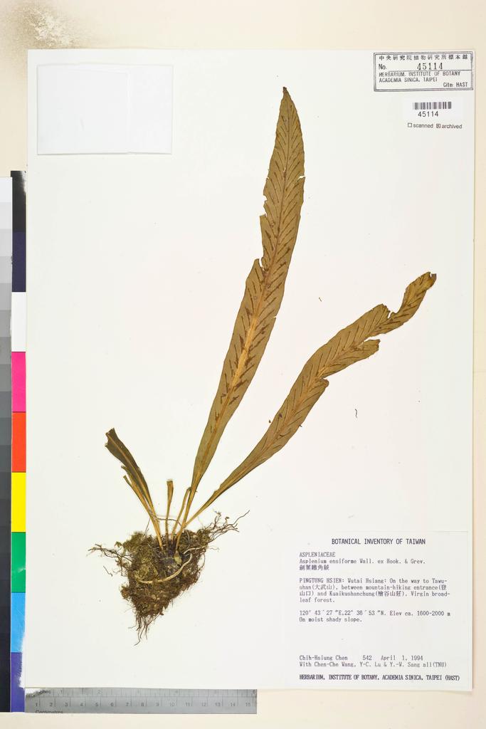 <Unit #2470 Chen, Chih-Hsiung | 陳志雄 | 542:: | Asplenium ensiforme Wall. ex Hook. & Grev.>