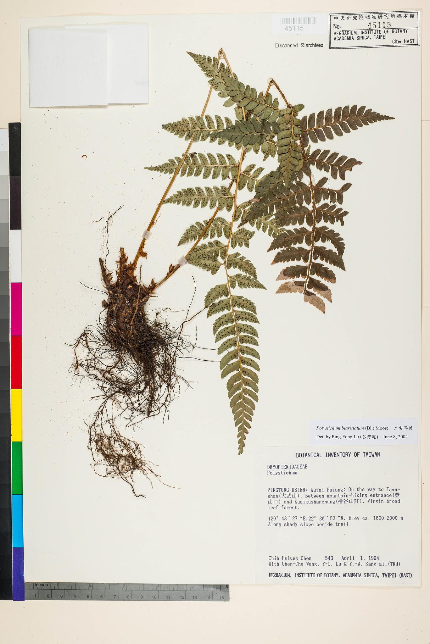 Sample image for viewer