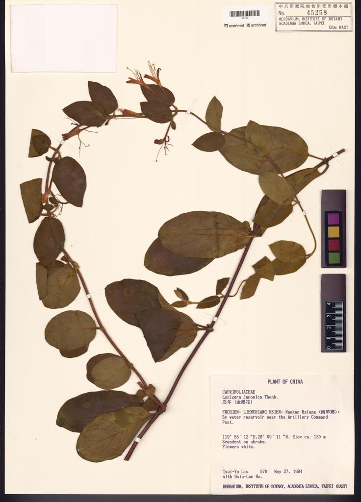 <Unit #122501 Liu, Tsui-Ya | 劉翠雅 | 579:: | Lonicera japonica Thunb.>