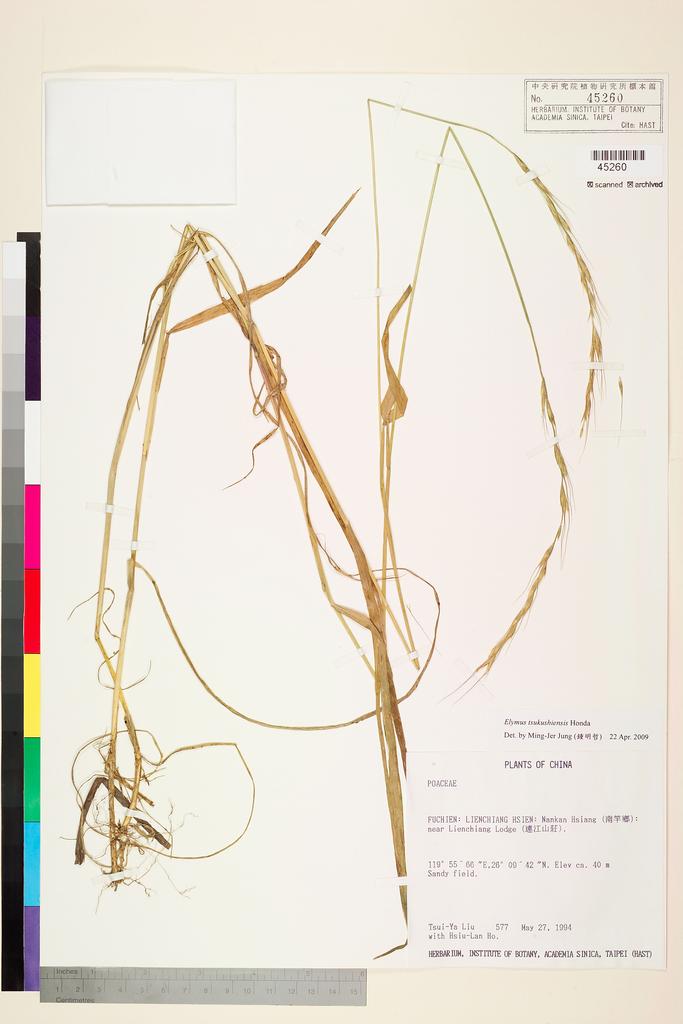 <Unit #32277 Liu, Tsui-Ya | 劉翠雅 | 577:: | Elymus tsukushiensis Honda>