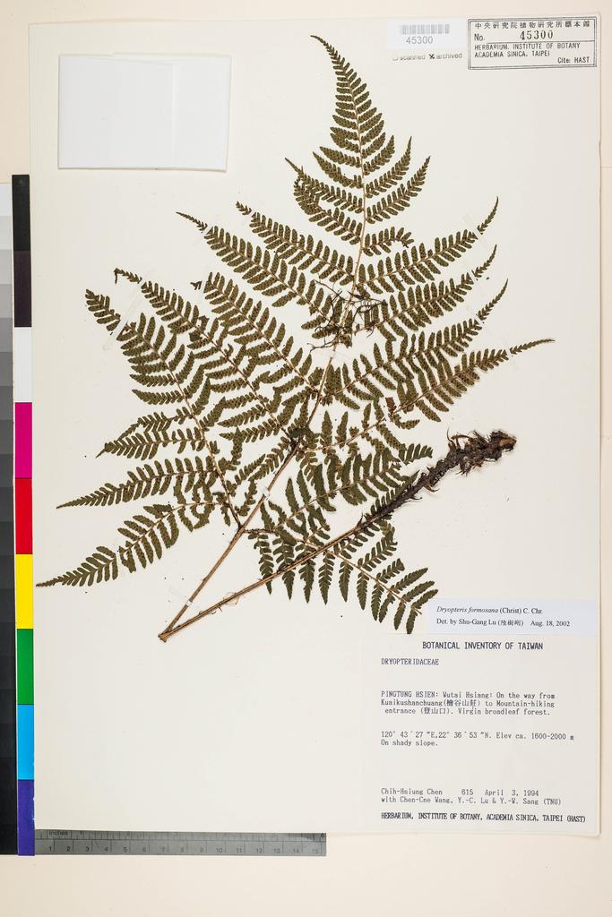 <Unit #4610 Chen, Chih-Hsiung | 陳志雄 | 615:: | Dryopteris formosana (H. Christ) C. Chr.>