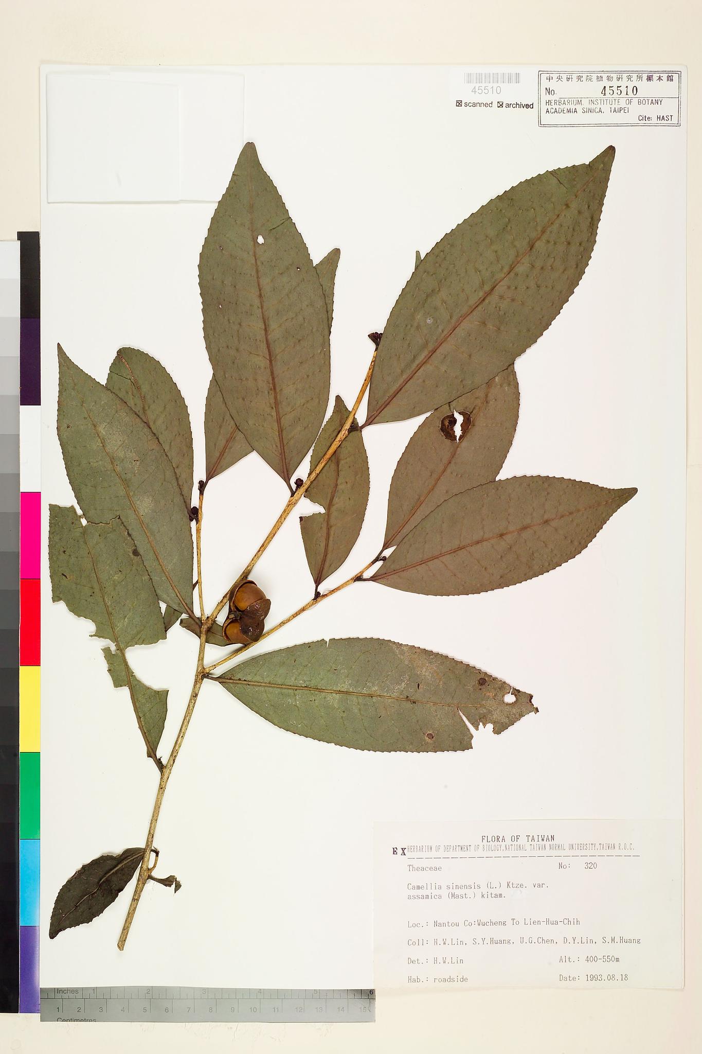 Sample image for viewer